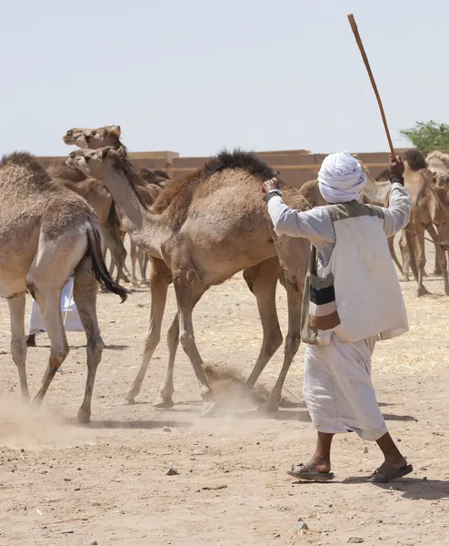 Beduíno comerciante pastoreio camelos — Fotografia de Stock