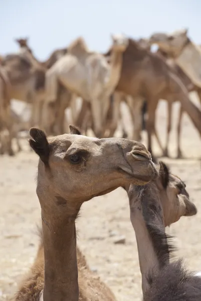 Dromedario camellos en un mercado — Foto de Stock