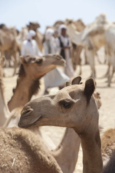 Dromedar kameler på en marknad — Stockfoto