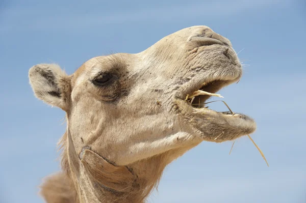 Cabeza de un camello dromedario — Foto de Stock