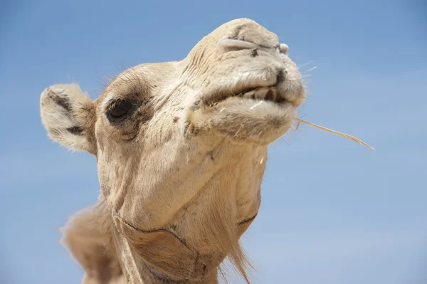 Head of a dromedary camel — Stock Photo, Image