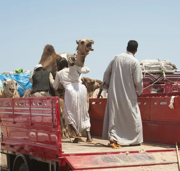 Бедуины грузят верблюдов на грузовик — стоковое фото