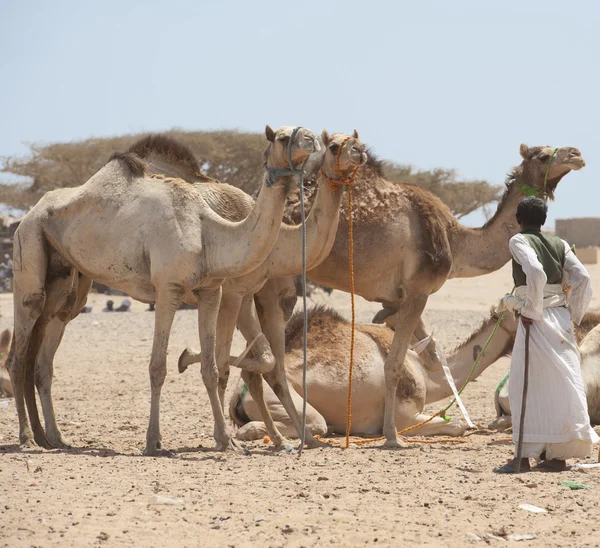 Comerciante beduíno com camelos — Fotografia de Stock