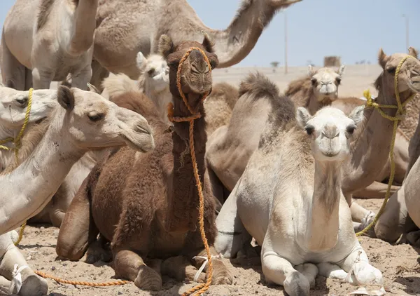 Dromedary kamelen op een markt — Stockfoto