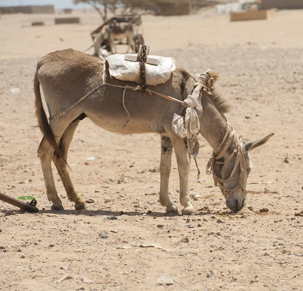 Werken ezel in de Afrikaanse woestijn — Stockfoto