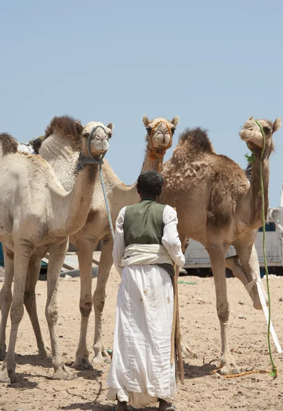 Beduinenhändler mit Kamelen — Stockfoto