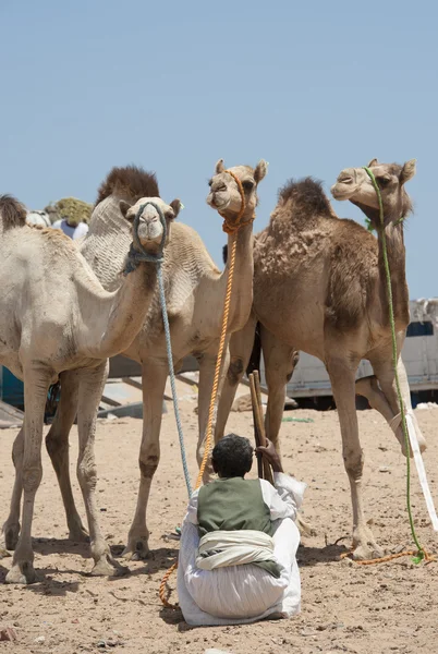 Έμπορος Βεδουίνων με καμήλες — Φωτογραφία Αρχείου