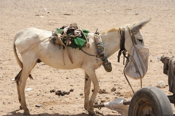 Werken ezel in de Afrikaanse woestijn — Stockfoto