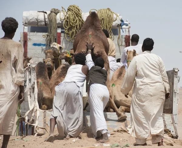 Beduíni načítání velbloudy na truck — Stock fotografie