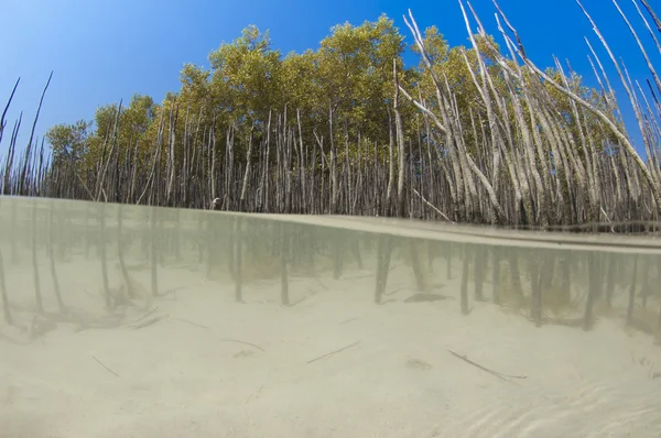 Manguezal com raízes em uma lagoa tropical — Fotografia de Stock