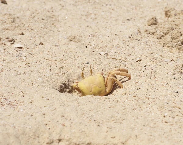 Red Sea ghost crab in burrow — Stock Photo, Image