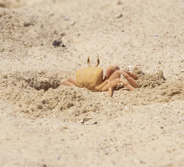 Red Sea ghost crab in burrow — Stock Photo, Image