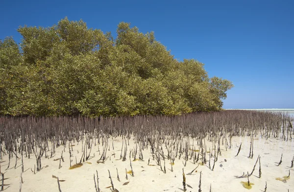Bílá mangrovových strom s kořeny v laguně — Stock fotografie