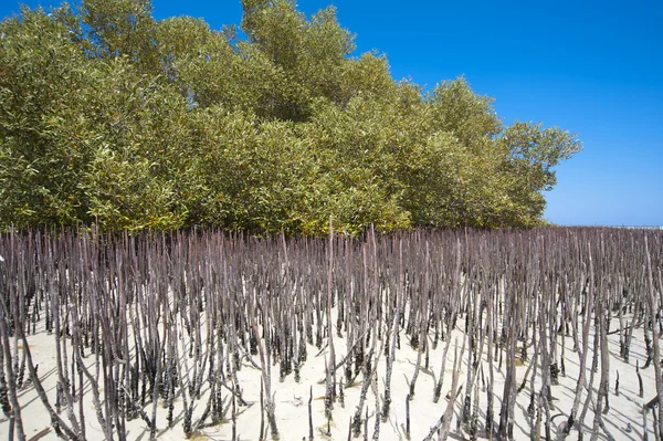 Bílá mangrovových strom s kořeny v laguně — Stock fotografie