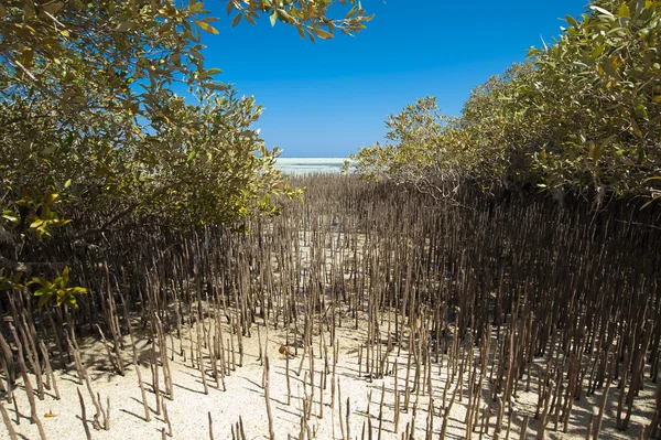 Weißer Mangrovenbaum mit Wurzeln in der Lagune — Stockfoto