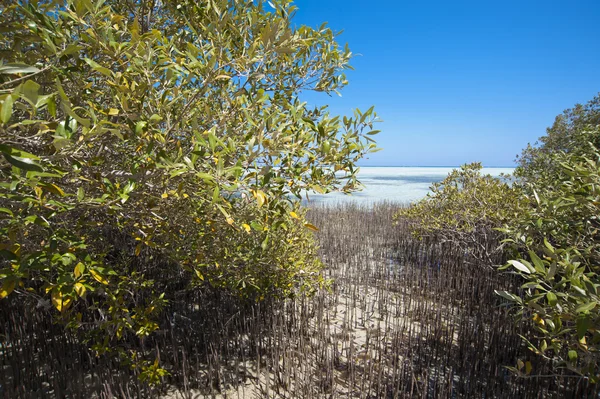 白红树林树与根在礁湖 — 图库照片