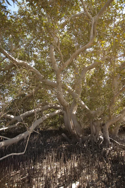 白红树林树的树干 — 图库照片