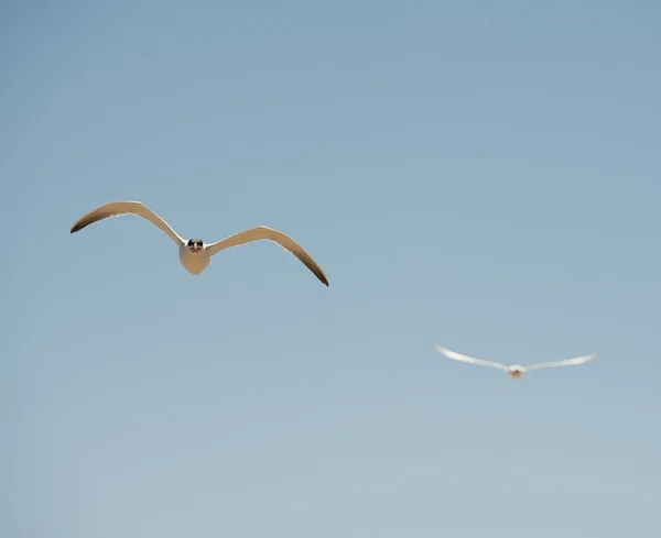 飛行中の 2 つのカスピ海アジサシ — ストック写真