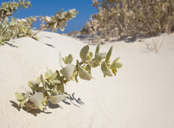 Malé pouštní rostlina na písečné duny — Stock fotografie