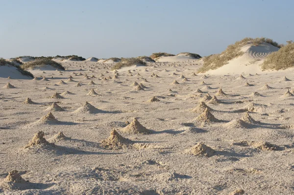 Dunes and mounds made by fiddler crabs on beach — Stock Photo, Image