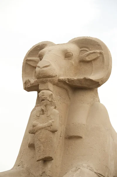 Рам во главе сфинкса в храме Карнак изолирован — стоковое фото