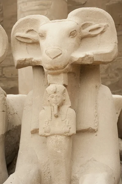Ram se dirigió a la esfinge en el templo de Karnak —  Fotos de Stock