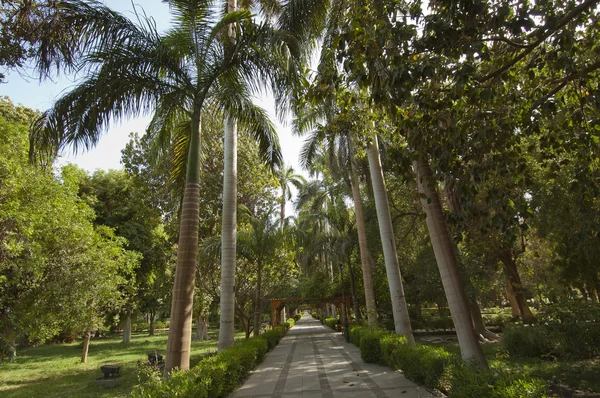 Botanical gardens at Aswan in Egypt — Stock Photo, Image