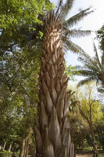 Botanická zahrada v egyptském Asuánu — Stock fotografie