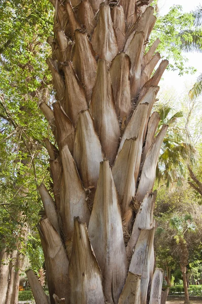 棕榈树特写的树干 — 图库照片