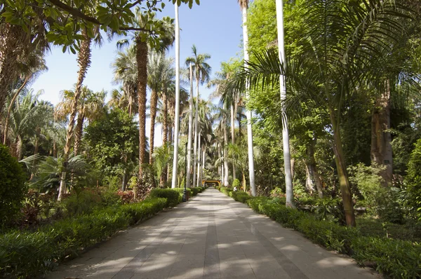 Orti botanici ad Assuan in Egitto — Foto Stock