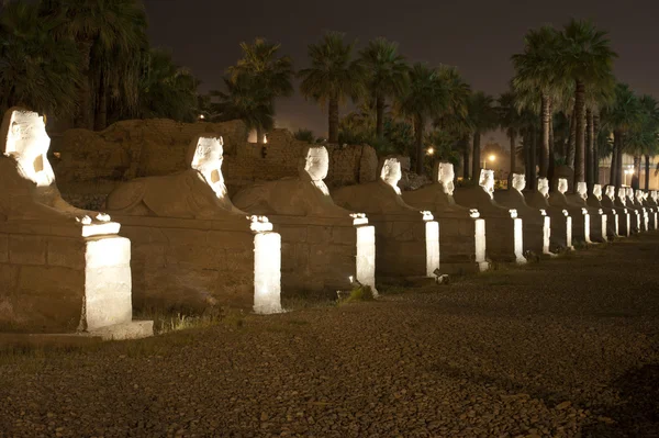 Laan van sfinxen luxor tempel per nacht — Stockfoto