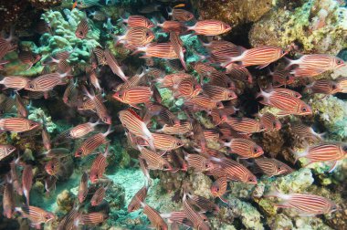 Shoal of crown squirrelfish on a coral reef clipart