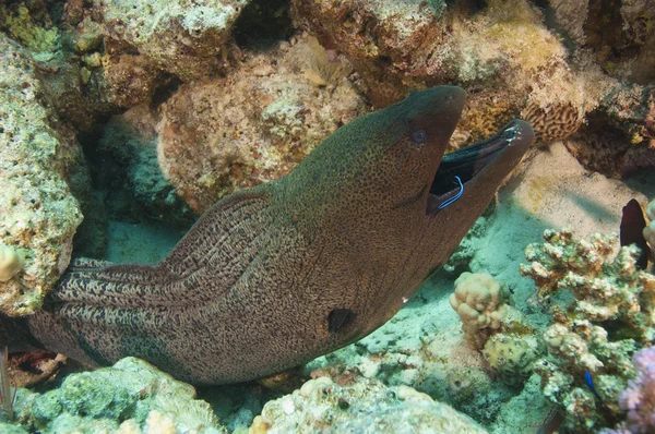 Óriás moray angolna, egy tisztább ajakoshal — Stock Fotó
