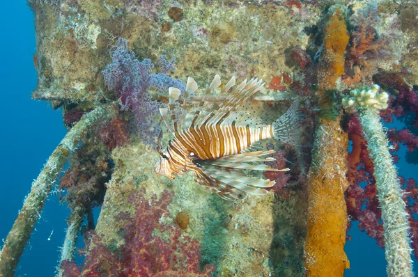 Lionfish de la mer Rouge sur une épave — Photo