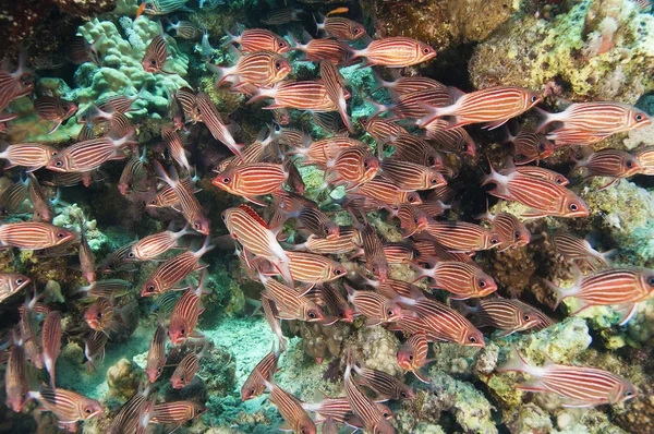 Shoal of crown squirrelfish on a coral reef — Stock Photo, Image