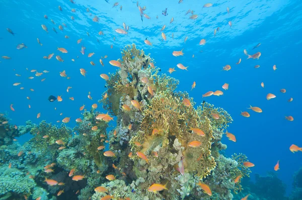 Schöne Korallenriffszene — Stockfoto