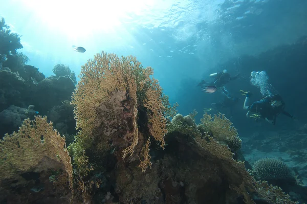 Cena de recife de coral subaquático com mergulhadores — Fotografia de Stock