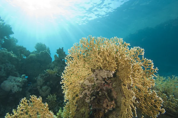 Сцена подводного кораллового рифа с огненными кораллами — стоковое фото
