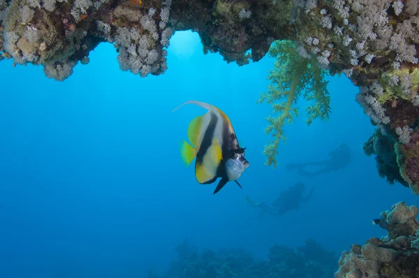 Rudé moře bannerfish pod převisem — Stock fotografie