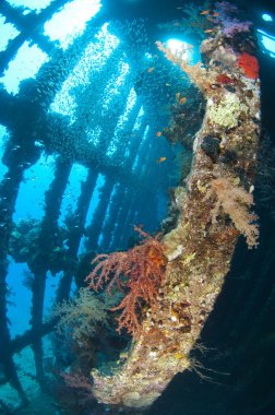 yumuşak mercanlar ve glassfish büyük bir gemi enkazı içinde