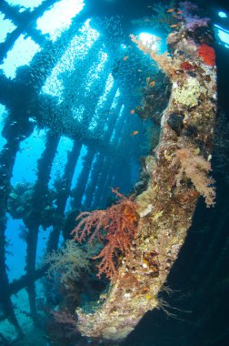 Soft corals and glassfish inside a large shipwreck clipart