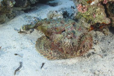 Stonefish lying on the seabed clipart