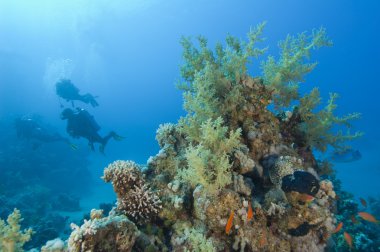 Scuba diver exploring a tropical coral reef clipart