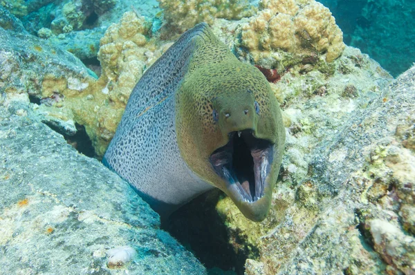 Giant moray eel showing defensive behaviour — Stock Photo, Image