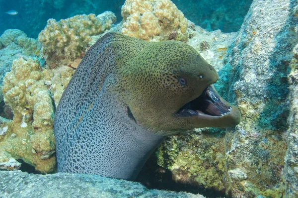Giant moray eel showing defensive behaviour — Stock Photo, Image