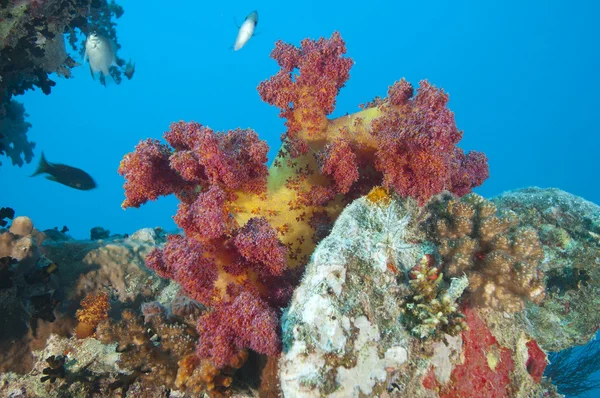 난파에 아름 다운 소프트 산호초 — 스톡 사진