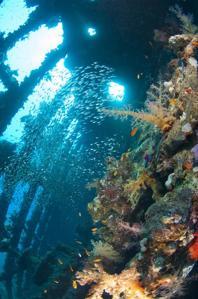 Weichkorallen und Glasfische in einem großen Schiffswrack — Stockfoto