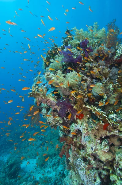 Тропический коралловый риф — стоковое фото