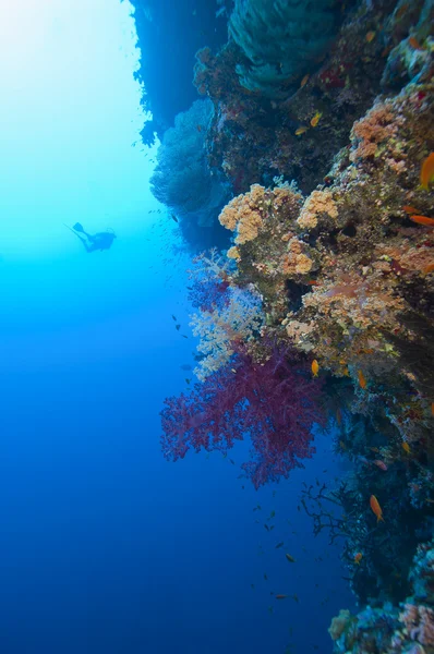 Дайвер, изучающий тропический коралловый риф — стоковое фото