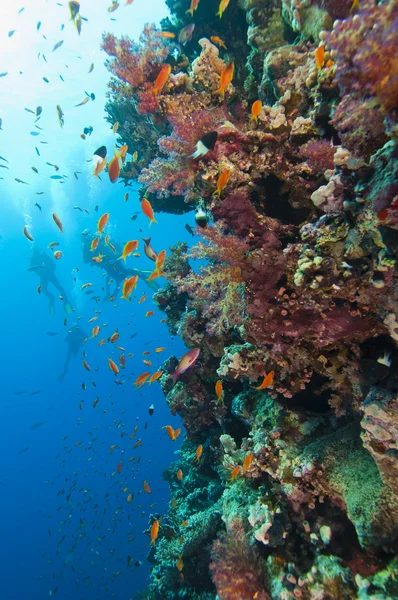 Потрясающая стена кораллового рифа с дайверами — стоковое фото